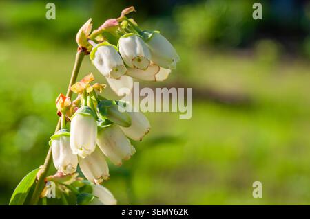 Vue rapprochée de minuscules fleurs de bleuet blanc en forme de cloche fleurissant sur une tige avec un fond vert flou Banque D'Images