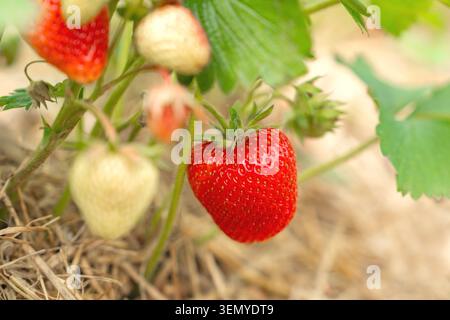 Gros plan d'une plante de fraise dans un lit de jardin avec une baie mûre rouge vif et plusieurs fruits verts et blancs non mûrs. Le sol est recouvert de Banque D'Images