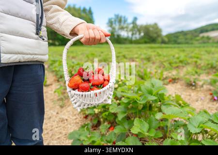 Plan horizontal d'un enfant marchant dans un champ agricole vert, portant un petit panier en osier blanc plein de rouge mûr fraîchement cueilli Banque D'Images
