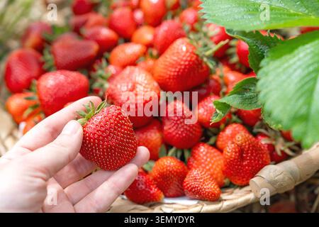Démonstration d'une délicieuse fraise géante fraîche récoltée dans une ferme écologique. Une main femelle tient la baie douce crue sous la lumière naturelle brillante du jour Banque D'Images