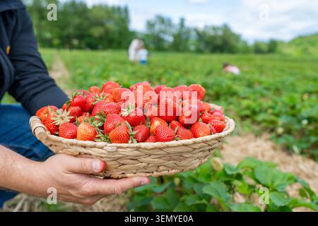 Gros plan de mains masculines tenant un lourd panier en osier débordant de fraises rouges mûres fraîchement cueillies. Le fermier se tient dans un agricole vert Banque D'Images