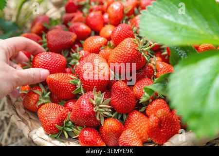 Gros plan d'une main de femme affichant une seule grande fraise rouge mûre parfaite tenue dans les doigts. En arrière-plan, un tas massif de fraîcheur Banque D'Images