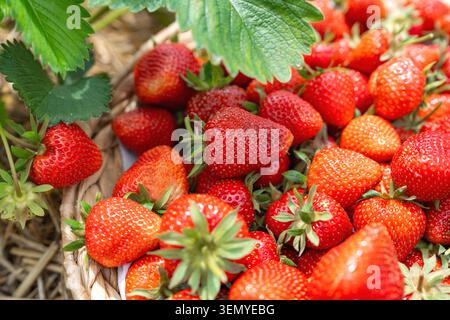 Plan macro de fraises rouges mûres fraîchement récoltées empilées dans un panier en osier. Une feuille de fraise vert vif brille dans le coin supérieur en dessous Banque D'Images