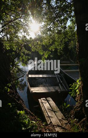 Barque en bois altérée amarré à un petit quai entre les arbres au lever du soleil, péninsule de Tihany, lac Balaton, en format vertical Banque D'Images