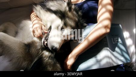 Chien, mains et câlins avec la femme dans le salon à la maison pour l'affection, le lien ou la sécurité. Câlin, livre et lumière du soleil avec propriétaire Husky dans l'appartement Banque D'Images