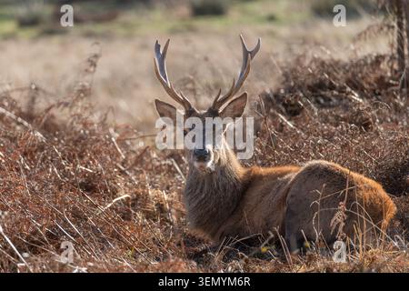 Cerf de cerf rouge (Cervus elaphus) reposant dans des saumons dorés en hiver, Richmond Park, Londres, Angleterre, Royaume-Uni Banque D'Images