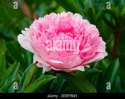 Une belle fleur de pivoine rose solitaire photographiée au milieu d'un feuillage vert luxuriant Banque D'Images