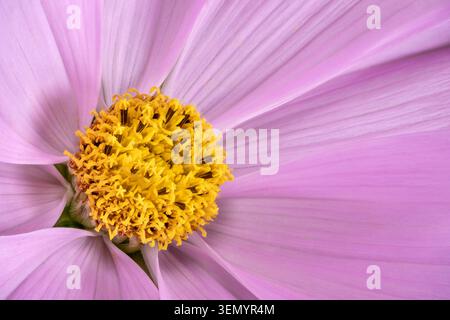 Un gros plan d'une belle fleur rose de Cosmos, (Cosmos bipinnatus). Les fleurs cosmos font partie de la famille des tournesols Banque D'Images