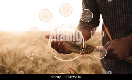 Ferme le soir avec une personne détenant du blé et des données numériques pour une agriculture intelligente affichées Banque D'Images