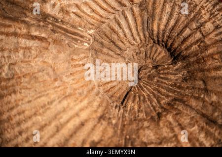 Ancien fossile d'Ammonite avec géométrie en spirale parfaite. Photo de haute qualité Banque D'Images