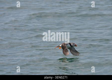 Macareux, Fratercula arctica, en vol au-dessus des îles Farne, Northumberland Royaume-Uni mai Banque D'Images