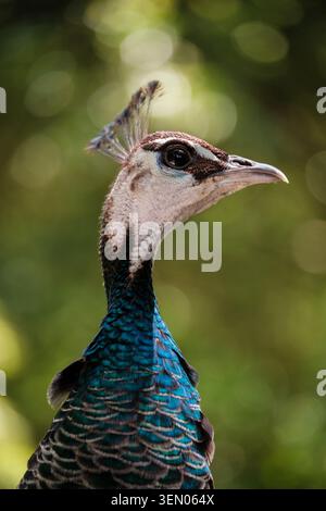 Peahen présentant ses plumes colorées et son écusson en gros plan Banque D'Images