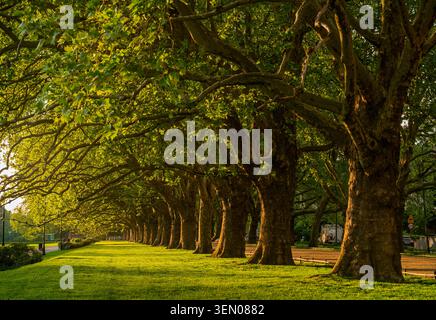 L'avenue du parc des platanes au printemps, couverte dans le vert luxuriant des jeunes feuilles Banque D'Images
