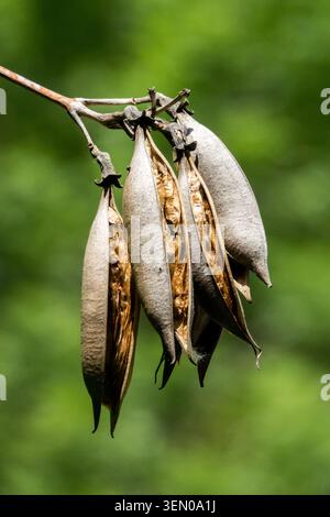 Gousses de graines brunes sèches avec des graines ailées de trompette Vine Campsis radicans suspendues à une branche Banque D'Images