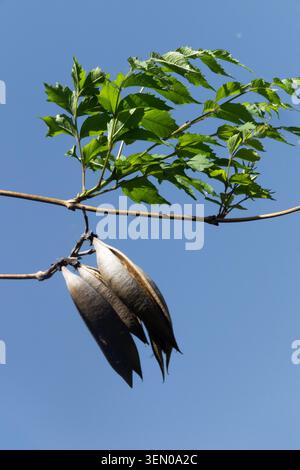 Gousses de graines brunes sèches et feuilles printanières vertes de trompette Vine Campsis radicans sur une branche contre un ciel bleu clair Banque D'Images