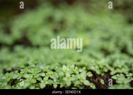 Gros plan macro d'une couverture de sol en mousse verte luxuriante avec une faible profondeur de champ et un espace de copie au-dessus pour le texte ou l'élément de conception Banque D'Images