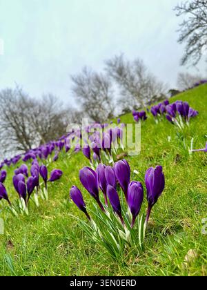 Beaucoup de fleurs de Crocus pourpres poussant sur une banque herbeuse. Banque D'Images