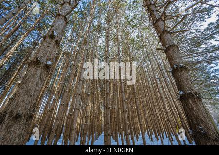 De grands pins atteignant vers le ciel dans une forêt dense pendant l'hiver. Banque D'Images
