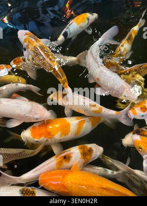 Histoire de Koi : une foule de Koi orange et blanc se bousculent pour attirer l'attention dans un étang, Chiang Mai, Thaïlande Banque D'Images