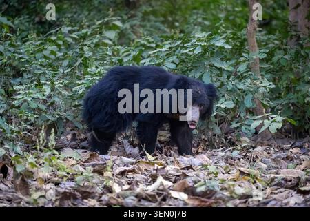 Ours paresseux marchant à travers une forêt avec un feuillage vert dense et des feuilles sèches sur le sol. Banque D'Images