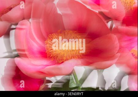 Incroyable pivoine rose chinoise Banque D'Images