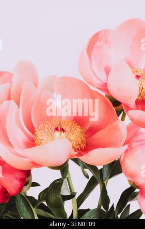 Incroyable pivoine rose chinoise Banque D'Images