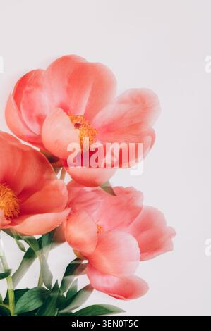 Incroyable pivoine rose chinoise Banque D'Images