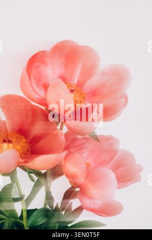Incroyable pivoine rose chinoise Banque D'Images