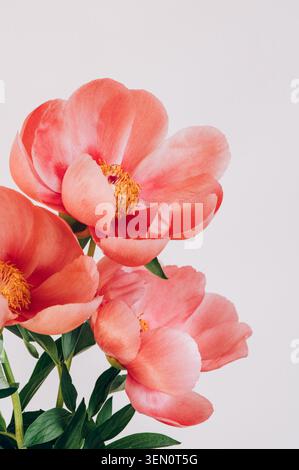 Incroyable pivoine rose chinoise Banque D'Images