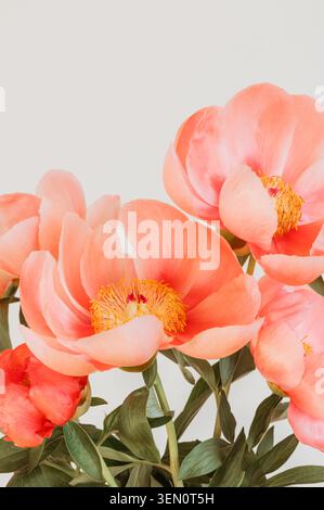 Incroyable pivoine rose chinoise Banque D'Images
