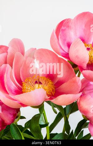 Incroyable pivoine rose chinoise Banque D'Images
