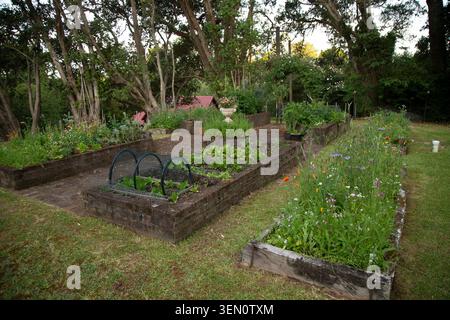 Lits de jardin surélevés avec diverses plantes dans une cour arrière luxuriante et boisée. Banque D'Images