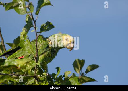 amazonie à tête jaune perchée parmi les feuilles d'un pommier contre un ciel bleu clair Banque D'Images
