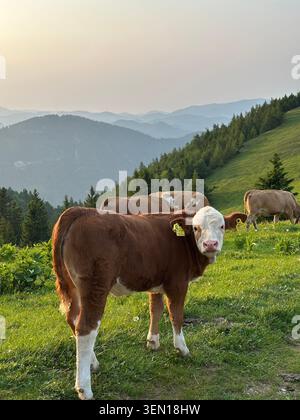 Une vache brune au visage blanc se tient dans un pâturage alpin baigné de soleil, avec du bétail en train de paître et des crêtes montagneuses superposées en arrière-plan. Banque D'Images