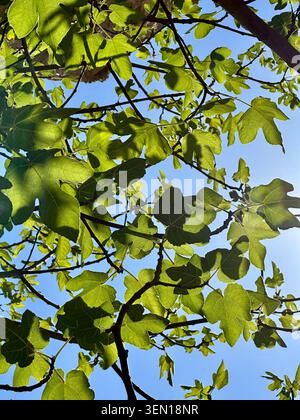 Les feuilles de figuier baignées de soleil forment une canopée verte lumineuse contre un ciel bleu clair, avec des branches sombres s'entrelaçant au-dessus. Banque D'Images