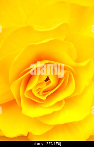 Macrophotographie du centre d'un Begonia jaune (Begonia Tuberhybrida) prise dans un jardin domestique à Nottingham, au Royaume-Uni Banque D'Images