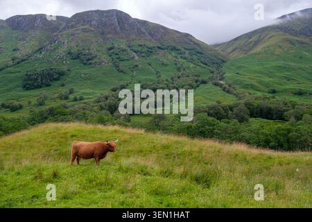Bétail des Highlands dans les Highlands écossais Banque D'Images
