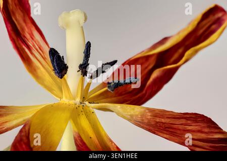 Gros plan d'une tulipe rouge et jaune décolorée avec des pistils noirs Banque D'Images