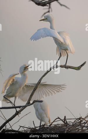Les aigrettes de bovins (Ardea ibis) luttent pour le meilleur endroit sur l'arbre perché dans les marais de Carmargue dans le sud de la France. Banque D'Images