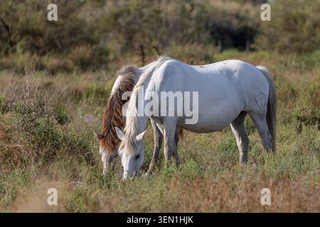 Les chevaux camargue paissent dans les marais de Camargue dans le sud de la France. Banque D'Images