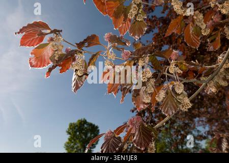 Hêtre européen (Fagus sylvatica F. purpurea) - floraison Banque D'Images