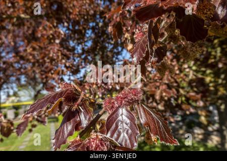 Hêtre européen (Fagus sylvatica F. purpurea) - floraison Banque D'Images