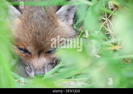 Gros plan d'un renard roux caché parmi l'herbe verte et la végétation sauvage, montrant le camouflage naturel et le comportement. Banque D'Images