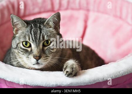 Tabby Tomcat allongé dans son nouveau lit de chat Banque D'Images
