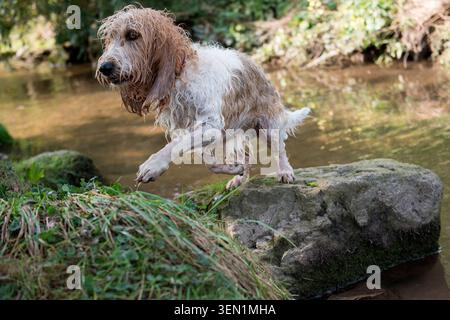 Mouillez Grand Basset Griffon Vendéen après avoir baigné dans le ruisseau Banque D'Images