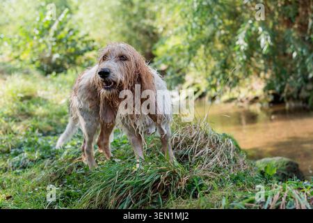 Mouillez Grand Basset Griffon Vendéen après avoir baigné dans le ruisseau Banque D'Images