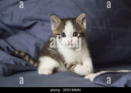 Portrait d'un chaton court européen mignon Banque D'Images
