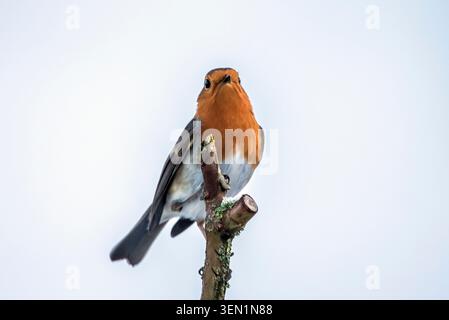 Robin sur une branche de rose sauvage Banque D'Images
