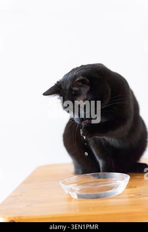 Chat noir European Shorthair au bol d'eau Banque D'Images