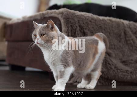 Chat British Shorthair dans sa maison Banque D'Images